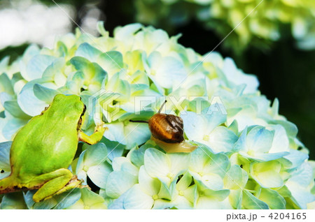 紫陽花 カエル カタツムリ 雨蛙の写真素材 - PIXTA 紫陽花 カエル カタツムリ 雨蛙の写真素材 - PIXTA