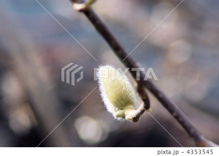 白木蓮 木蓮 蕾 産毛の写真素材