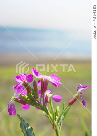 浜大根の花 浜辺の植物の写真素材 - PIXTA