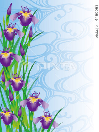 菖蒲 花 ５月 イラストのイラスト素材