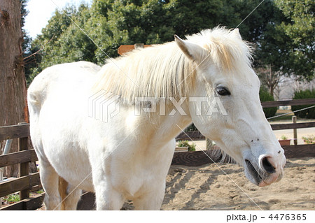 馬 動物 白馬 顔 家畜の写真素材 - PIXTA