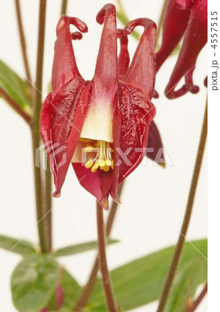 セイヨウオダマキ 赤色の写真素材