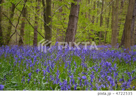 ブルーベルフラワー 花畑の写真素材