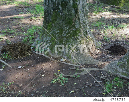 木の根元 根元 小金井市 樹木の写真素材