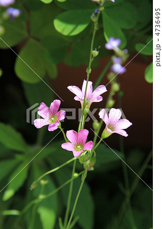 カタバミ ピンク 小花 草花 緑 夏 初夏 草 雑草 五弁の花びらの写真素材