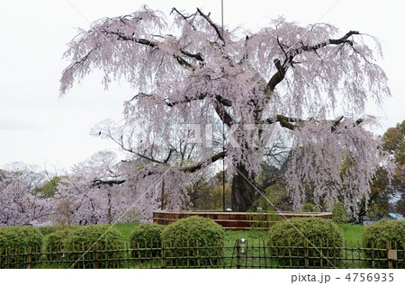 一重白彼岸枝垂桜の写真素材 - PIXTA