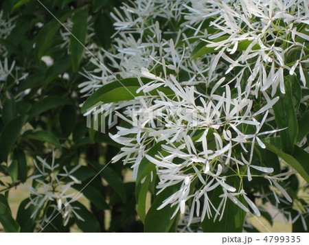 マルバアオダモ 木 新芽の写真素材