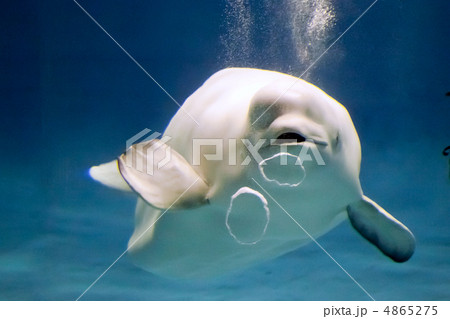 バブルリング いるか 白イルカ イルカの写真素材