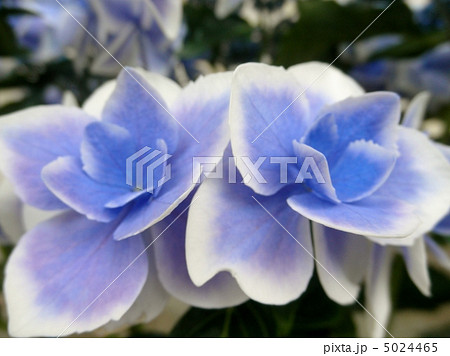 紫陽花 ガクアジサイ 金平糖 額紫陽花の写真素材