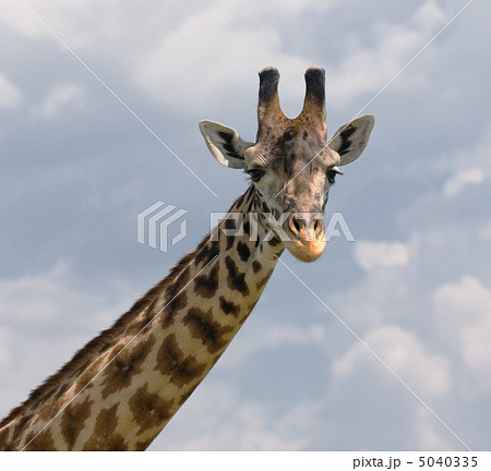 動物 キリン 正面 麒麟 フロント 優雅の写真素材