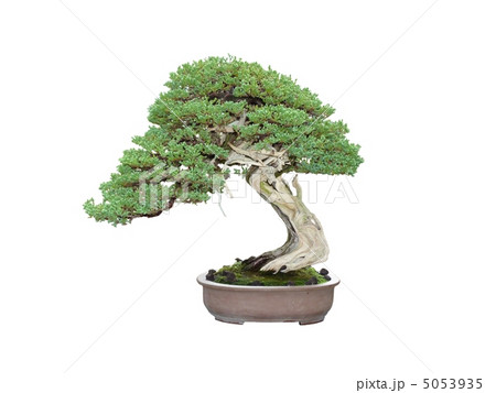 松柏