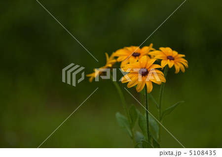 道端の草花の写真素材