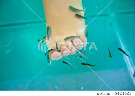 食べる 魚 水槽 老廃物の写真素材