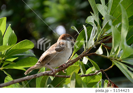 木の枝 雀 鳥 木に止まっている鳥の写真素材 - PIXTA