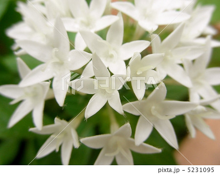 ペンタス 星形の花 花 白い花の写真素材