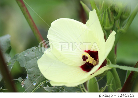 植物 おしべ めしべ オクラの花の写真素材