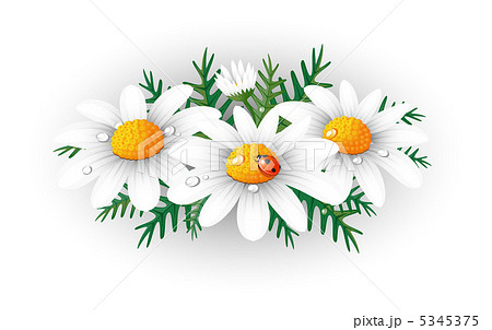 マーガレット 白 てんとう虫 花のイラスト素材