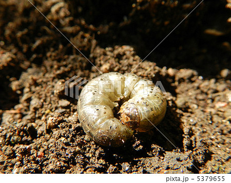 カブラヤガの幼虫の写真素材