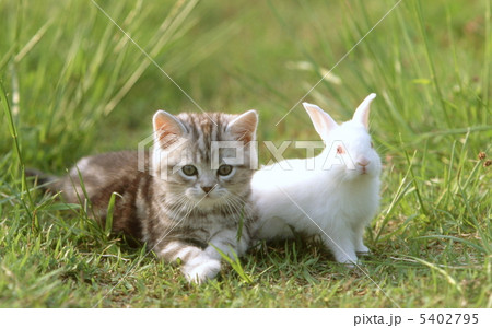 白ウサギ 猫 仔猫 アメリカンショートヘアの写真素材