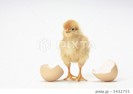 ヒヨコ ひよこ 成長 鶏の写真素材