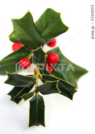 実 赤い実 ヒイラギ 柊 植物 冬 トゲ ギザギザの葉の写真素材