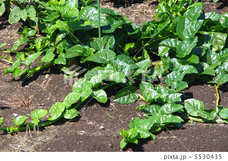 ツルムラサキ 野菜 食物 露地栽培の写真素材