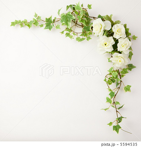 ツタと花の写真素材