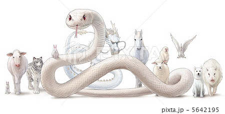 白蛇 蛇 ヘビ 巳年のイラスト素材