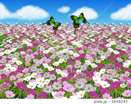 花 桃色 花畑 蝶のイラスト素材