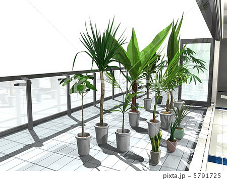 観葉植物 鉢植え テラス ベランダのイラスト素材