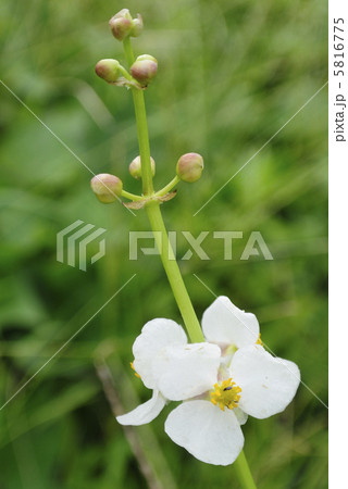 花 白い花 クワイ 野菜の写真素材