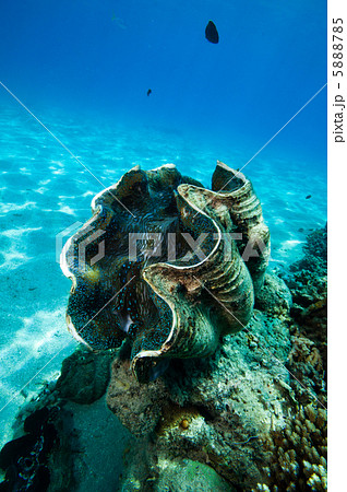 オオシャコガイの写真素材 - PIXTA