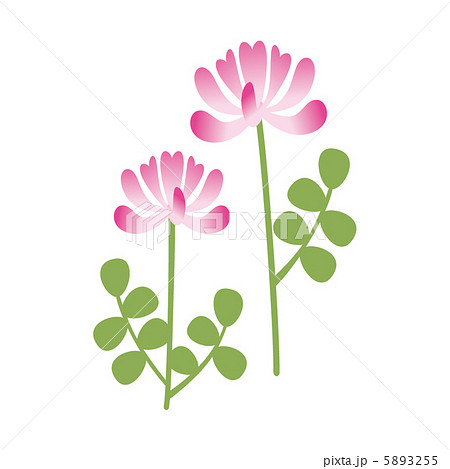 蓮華草 イラスト 春の花 れんげ ワンポイントの写真素材