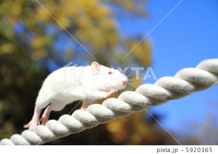 渡る 綱渡り 鼠 二十日鼠の写真素材
