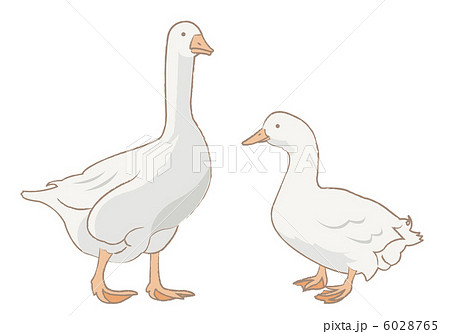 アヒル ガチョウのpng素材集 ピクスタ