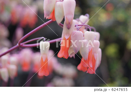 セイロンベンケイソウの花の写真素材 Pixta