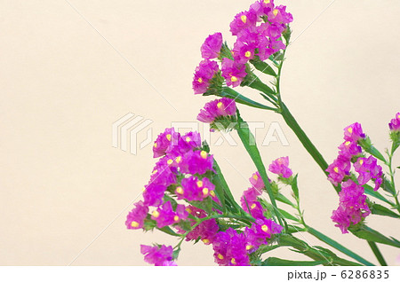 Limonium Photos