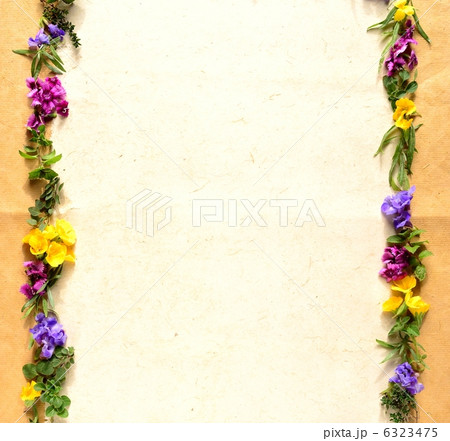 フレンチタラゴン 食用花の写真素材