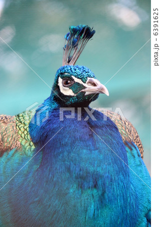 孔雀圖 一对孔雀与日本红花和魔幻鹦鹉库存插图1085555390 | Shutterstock