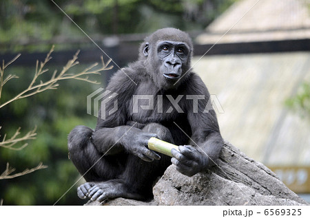 動物 猿 ゴリラ 子供 かわいい 手 見つめる 毛の写真素材