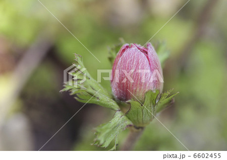 花 蕾 お花 ボタンイチゲの写真素材