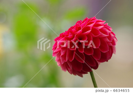 ポンポンダリア 花 ダリア 毬状の写真素材 Pixta