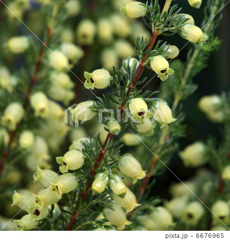 花 エリカ ブランドフォーリア カナリーヒース 植物の写真素材
