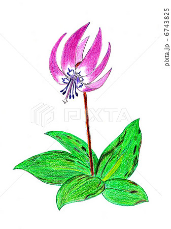 カタクリのイラスト素材