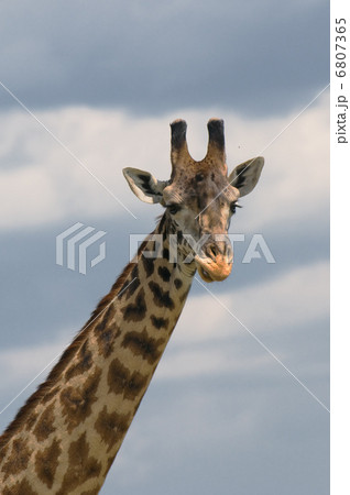 動物 キリン 正面 麒麟 フロント 優雅の写真素材