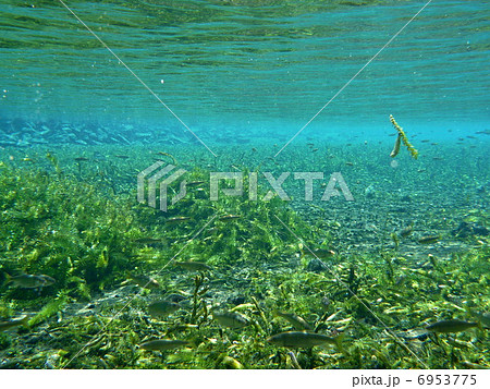 大カナダ藻の写真素材