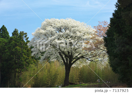月光桜の写真素材 - PIXTA