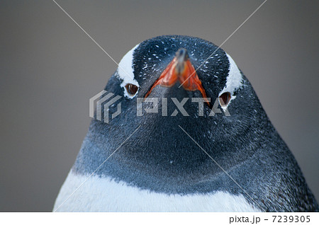ジェンツーペンギン ペンギン 正面 アップの写真素材