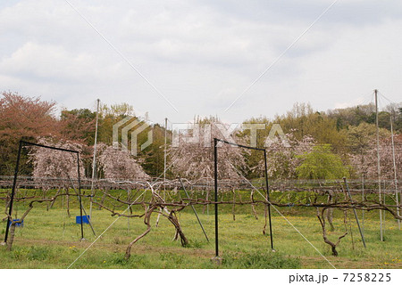 裸の桜の木の写真素材 - PIXTA