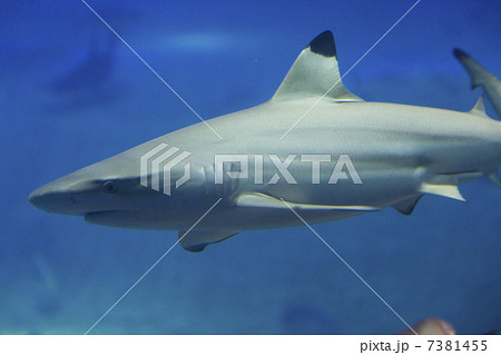 ツマグロ サメの写真素材